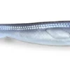Fatnose Shad 23cm - Coregonus