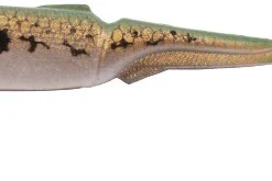 Vølkiën - Talion Evo Eel 150 - A05 - Baby Bass