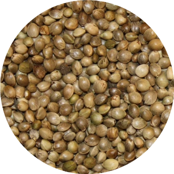 Vivani Maples 5kg 1 Vivani Maples 5kg