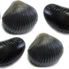 Behr Trendex Mini Carp Shells, 6 Stuks!
