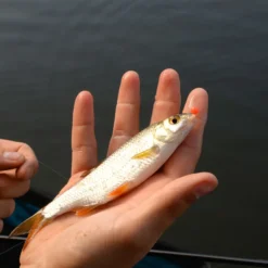 Cresta Spaghetti Balls Blood Red 8 Cresta Spaghetti Balls Blood Red -Goedkope Vissen Paradijs Winkel 5db3d2d7b38b1899