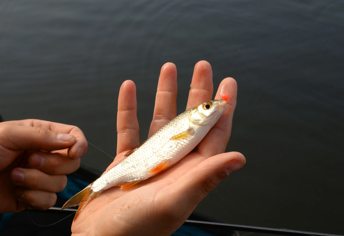 Cresta Spaghetti Balls Blood Red 4 Cresta Spaghetti Balls Blood Red - Afbeelding 4
