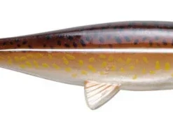 Jackson The Sea Fish 30cm - Cod