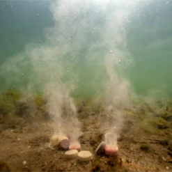 Winter Carp Bait Pack