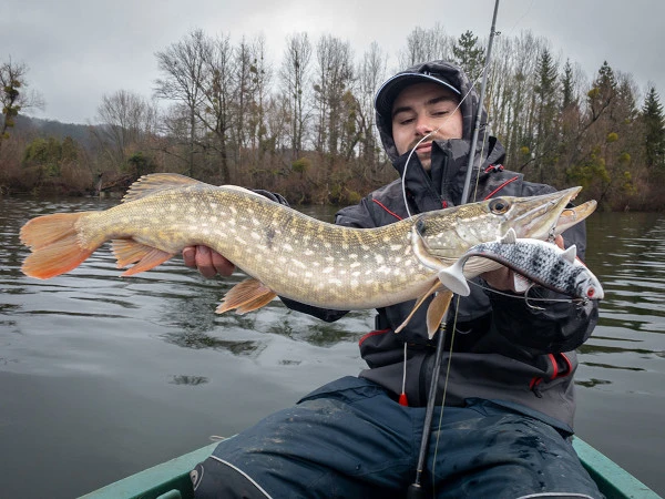 Fox Rage Replicant 18cm 7" Wobble 90g UV Bright Perch 3 Fox Rage Replicant 18cm 7" Wobble 90g UV Bright Perch - Afbeelding 3